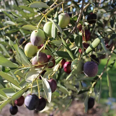 Apartament Beachfront Summer Oasis